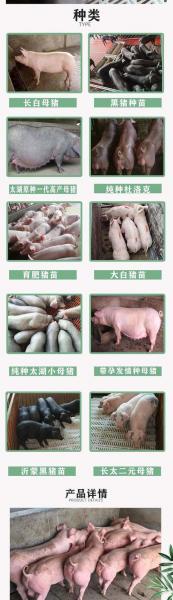 云南哪里有买种猪的,云南哪里有买种猪的厂家