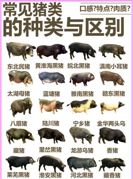 云南哪里有买种猪的,云南哪里有买种猪的厂家