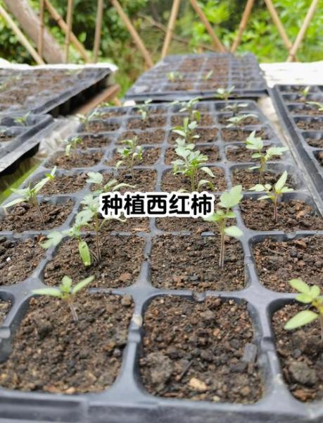 栽西红柿苗应注意什么，移栽西红柿苗？
