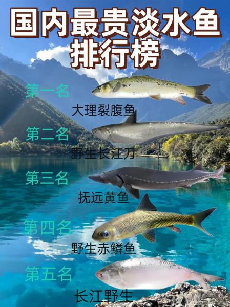 十大最贵淡水鱼排名前十名,十大最贵淡水鱼排名前十名图片?