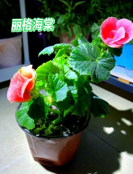 丽格海棠的养殖方法和注意事项?丽格海棠的养殖方法和注意事项 盆栽?