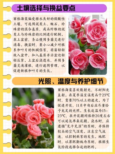丽格海棠的养殖方法和注意事项?丽格海棠的养殖方法和注意事项 盆栽?