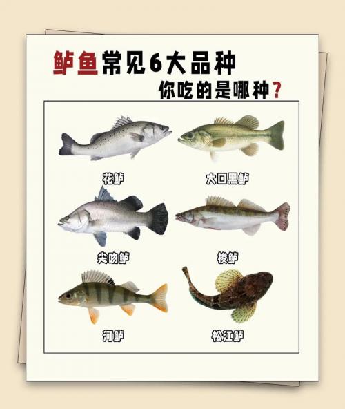 鲈鱼养殖要求和条件,鲈鱼几个月可以长一斤?