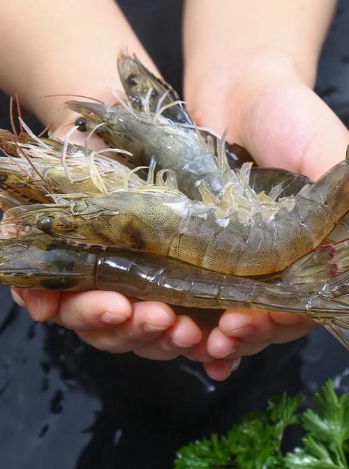 养殖南美白对虾前景如何,养殖南美白对虾是不是骗局?