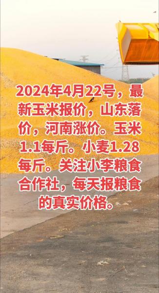 山东玉米今日价格最新行情新闻？山东玉米今天最新价格？