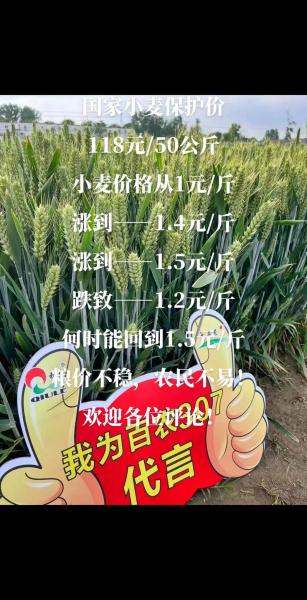 小麦今日价格2021最新行情,今日小麦价格及行情