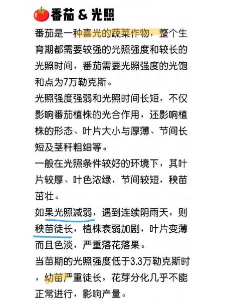 西红柿种植温度要求?西红柿种植温度要求多少?