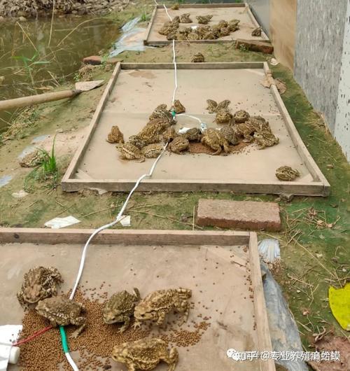 蟾蜍养殖销路怎么解决