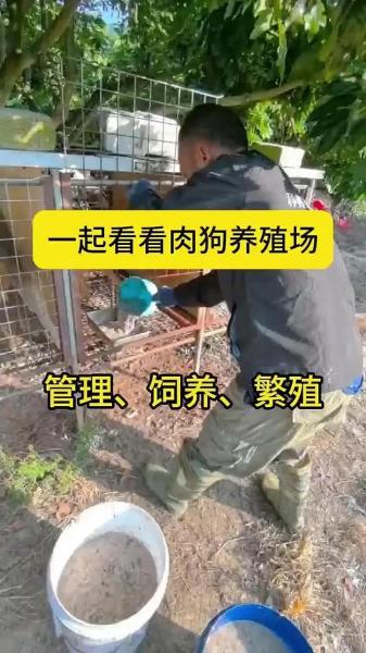 肉食狗养殖利润高吗,养殖肉食狗赚钱吗