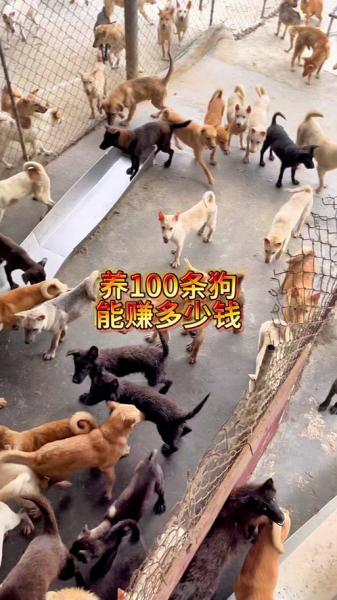 肉食狗养殖利润高吗,养殖肉食狗赚钱吗