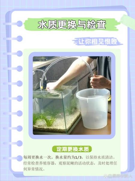 泥鳅怎样养殖的简介,泥鳅方法养殖