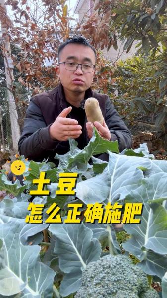 种植土豆用什么肥料最好,土豆深种好还是浅种好