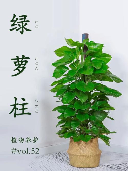 绿萝柱的养殖方法和注意事项详解,绿萝柱怎么养殖方法