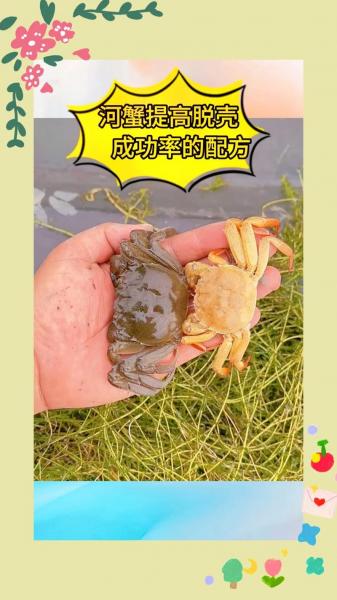河蟹的养殖方法,河蟹养殖方法用什么水?