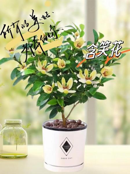 含笑养殖方法和注意事项，含笑植物养殖与管理？