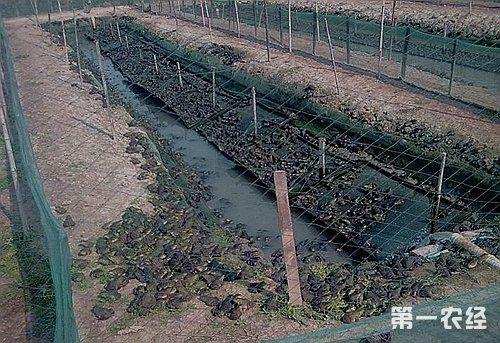 养殖牛蛙怎样做池子,牛蛙养殖视频教程