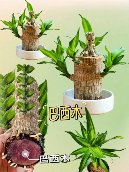 土养巴西木的养殖方法和注意事项?土培巴西木能活多久?