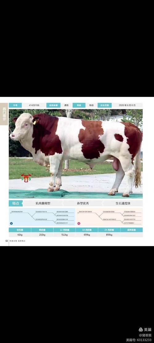 肉牛养殖多久出栏,肉牛养殖几个月出栏?