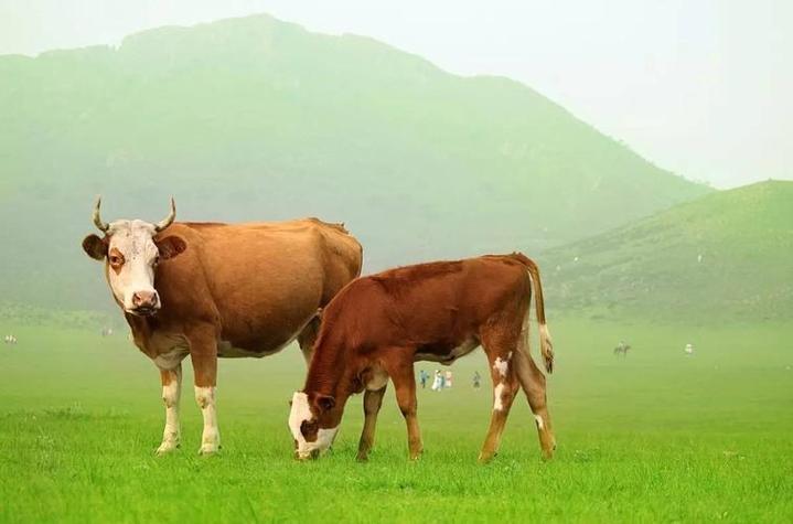 肉牛养殖多久出栏,肉牛养殖几个月出栏?