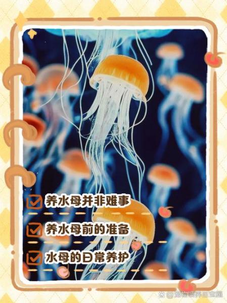 水母养殖方法与注意事项,水母怎么养殖方法