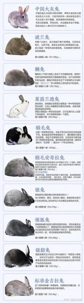 人工养殖肉兔什么品种好,肉兔种兔养殖多少钱一只?
