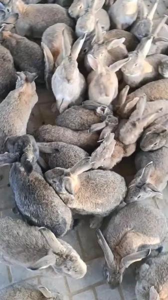 人工养殖肉兔什么品种好,肉兔种兔养殖多少钱一只?