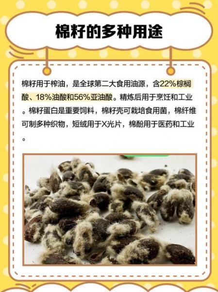 2021山东籽棉最新价格,今日山东棉籽最新价格多少钱一斤?
