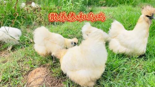 乌鸡养殖场在什么地方?乌鸡种苗养殖基地在哪里??