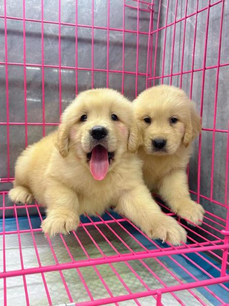 金毛价格多少钱一只幼犬,金毛价格在多少钱一只?