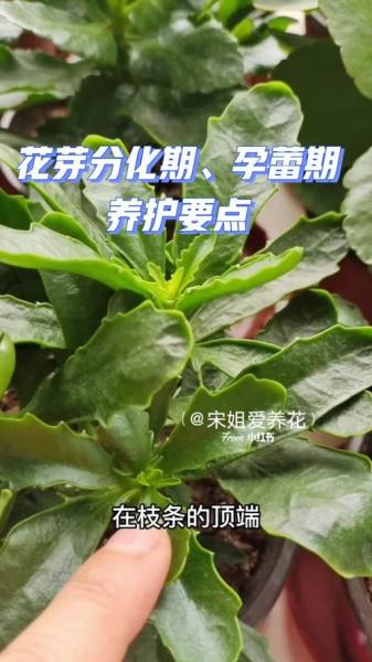 长寿花的养殖方法和注意事项北方,北方长寿花几月份花芽分化