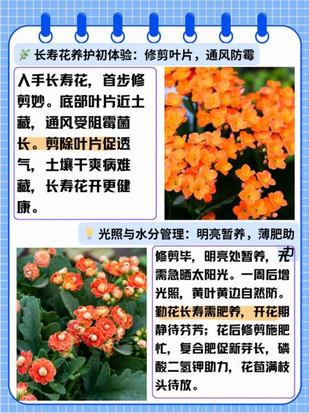 长寿花的养殖方法和注意事项北方,北方长寿花几月份花芽分化