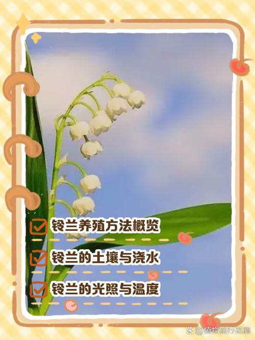 兰花的养殖方法和5个注意事项,兰花的养植方法?