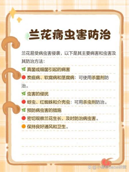 兰花的养殖方法和5个注意事项,兰花的养植方法?