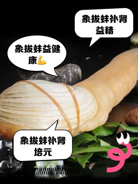 象拔蚌可以人工养殖吗,象拔蚌养殖技术?