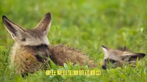 狐狸养殖方法?狐狸养殖基地在哪里?