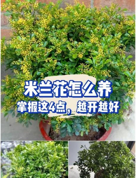 绣球花米兰花养殖方法和注意事项?绣球花米兰花养殖方法和注意事项有哪些?