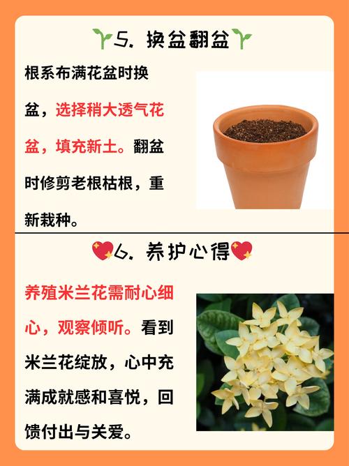绣球花米兰花养殖方法和注意事项?绣球花米兰花养殖方法和注意事项有哪些?