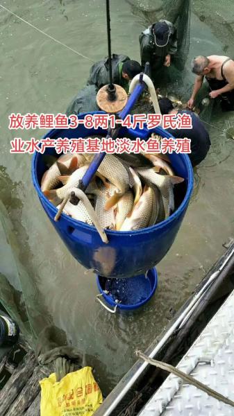 家庭水产养殖什么好?养水产要选择什么最好?