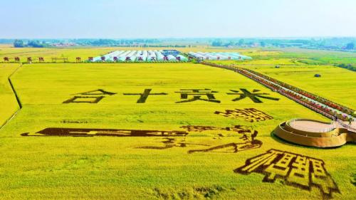 今年黑龙江水稻价格是多少,2020年黑龙江水稻多少钱一斤?