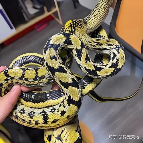 蛇能人工养殖吗,蛇能人工养殖吗有毒吗