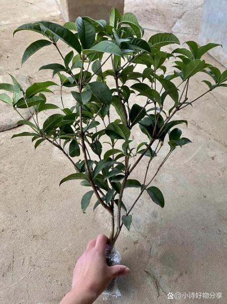 桂花苗的养殖方法?桂花苗种植技术98 成活率?