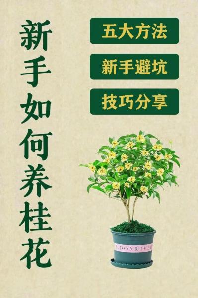 桂花苗的养殖方法?桂花苗种植技术98 成活率?
