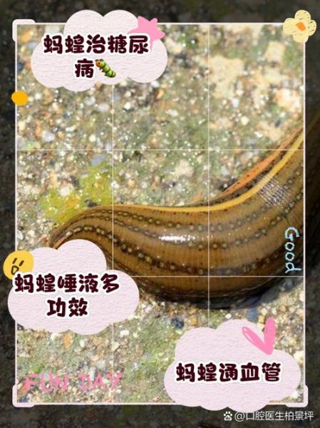 蚂蟥养殖有困难吗?蚂蟥好不好养殖?