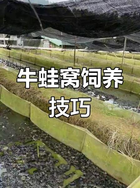 青蛙养殖技术到哪里学
