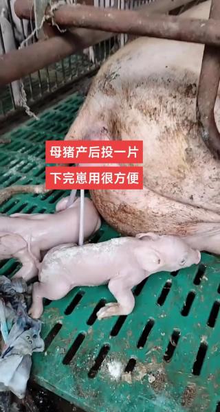 母猪养殖技术有哪些,母猪养殖技术要点