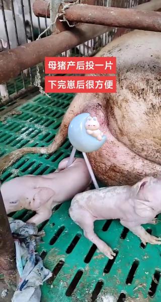 母猪养殖技术有哪些,母猪养殖技术要点