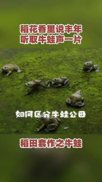 牛蛙如何养殖?牛蛙如何养殖符合标准?