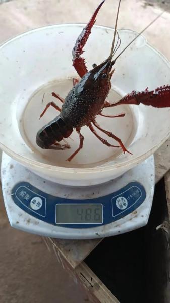 龙虾怎么养殖周期最长，龙虾怎样饲养