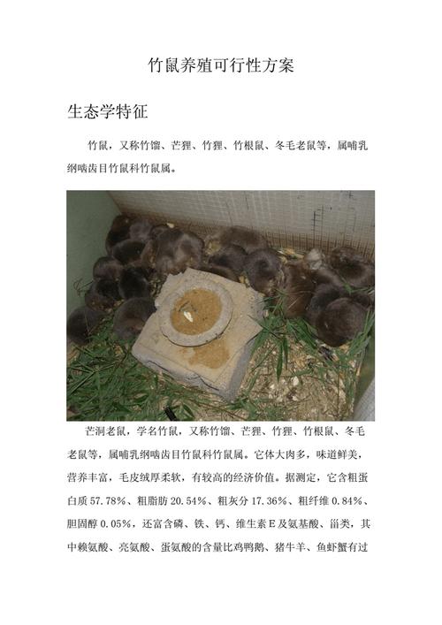 竹鼠养殖许可证怎么办理,竹鼠养殖许可证怎么办理的?