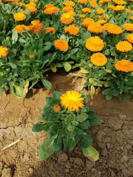 花卉养殖方法金盏菊,金盏菊好养活吗